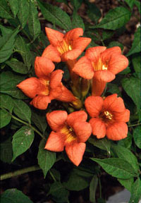 Campsis radicans 'Ursynów' (fot. Sz. Marczyński)