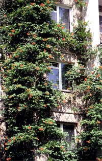 Campsis radicans 'Ursynów' na bloku (fot. Sz. Marczyński)