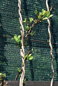 lonicera japonica halliana ciecie