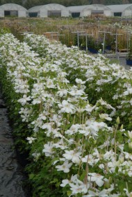 ph asortyment clematis c2 widok1