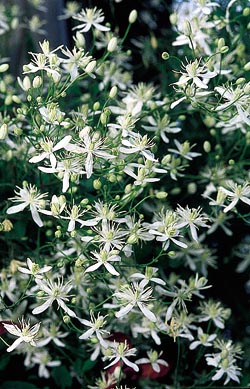 ph char clematis flammula kwiaty