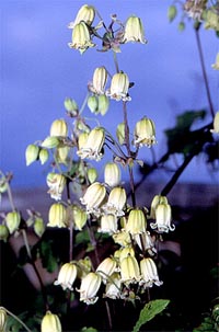 ph char clematis rehderiana kwiaty