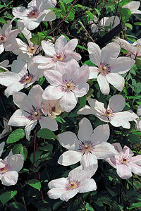 Clematis 'Jan Paweł II'