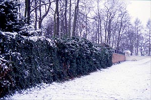 Bluszcz na murze w zimie. Kraków.