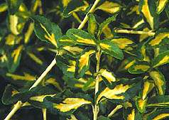 Euonymus fortunei 'Interbowli' Euonymus fortunei 'Interbowli'