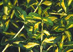 ph_instrukcja_okrywowe_euonymus