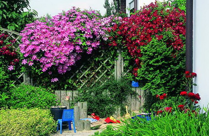 Clematis 'Comtesse de Bouchaud' i 'Mme Julia Correvon'