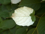 Aktinidia pstrolistna (Actinidia kolomikta)