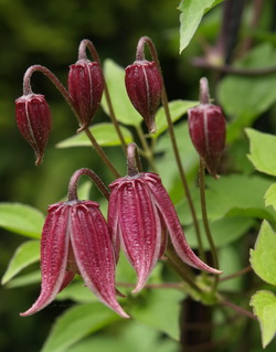 Clematis chiisanensis Fot. Jolanta Kochanowska