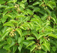 Aktinidia ostrolistna (Actinidia arguta)