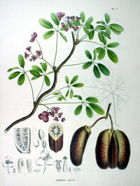 Akebia pięciolistkowa (Akebia quinata)