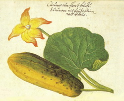 Ogórek siewny (Cucumis sativus)