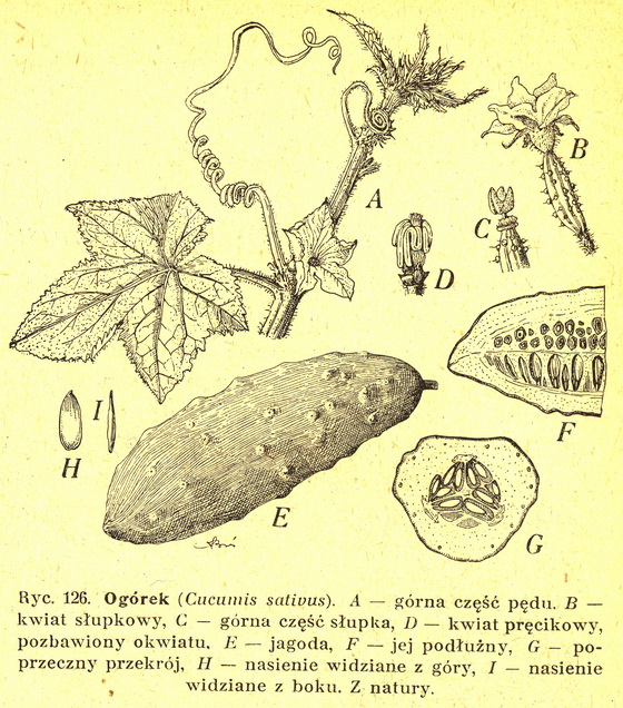 Ogórek siewny (Cucumis sativus)