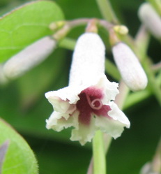 Kwiat Paederia scandens