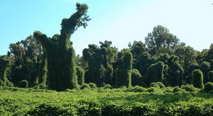 Pueraria łatkowata (Pueraria lobata)