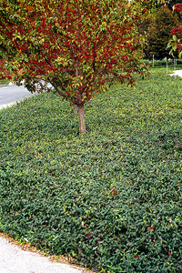 Euonymus fortunei 'Coloratus' Euonymus fortunei 'Coloratus'