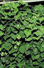 Aristolochia durior