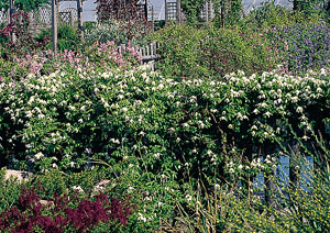 Clematis sibirica Grupa Atragene