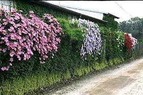 Clematis 'Comtesse de Bouchaud'