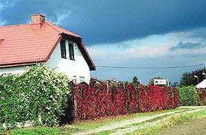 Parthenocissus quinquefolia jesienią Parthenocissus quinquefolia jesienią