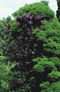 Clematis Grupa Viticella 'Etoile Violette' na Picea glanca 'Conica'