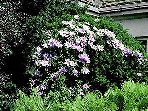 Clematis 'Nelly Moser' na Taxus