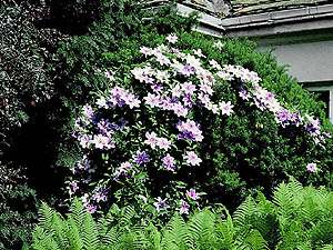 Clematis 'Nelly Moser' na Taxus