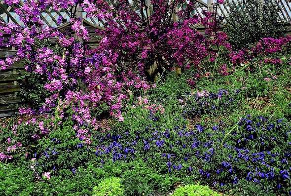 Clematis alpina 'Pamela Jackman' na Malus