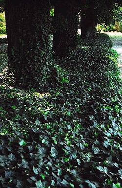 Hedera helix (blusz) porastający drzewa