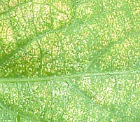 liść Actinidii zaatakowany przez przędziork