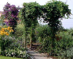 Mit der Akebie berankte Pergola - Fot. S.Marczyński