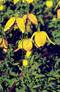 Clematis Grupa Tangutica ‘Last Dance’ (Orange Peel)