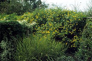 Clematis 'Bill McKenzie' na plocie