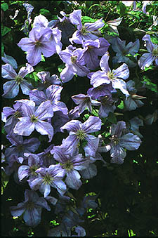 Clematis ‘Emilia Plater’ kwiat grono