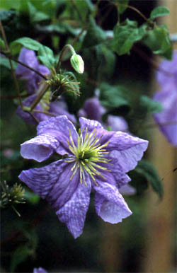 Clematis ‘Emilia Plater’ kwiat