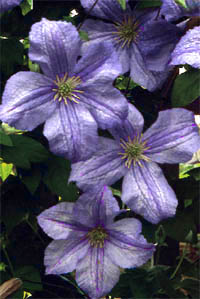 Clematis ‘Emilia Plater’ kwiaty