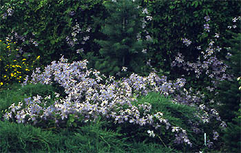 Clematis ‘Emilia Plater’ okrywowa