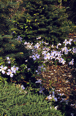 Clematis ‘Emilia Plater’ okrywowa