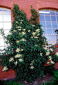 Hortensja pnąca (Hydrangea petiolaris) na ścianie