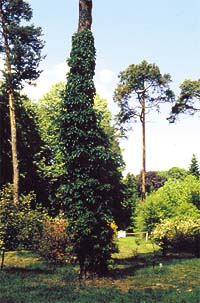 Hortensja pnąca (Hydrangea petiolaris) na drzewie