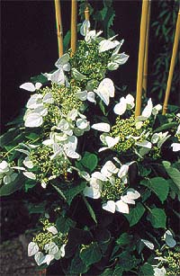 Hortensja pnąca (Hydrangea petiolaris) kwiaty