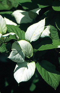 actinidia Adam liscie