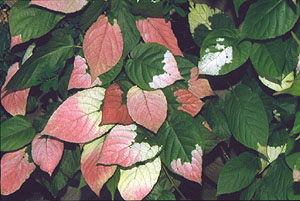 actinidia Adam liscie