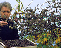 actinidia arguta Kens Red zbior