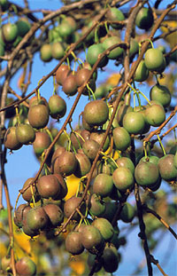 actinidia arguta Weiki owoce