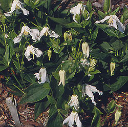 ph roslina 0305 integrifolia alba kwiaty2