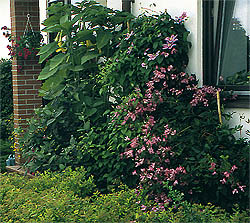 ph roslina 0305 integrifolia alionushka kolo okna