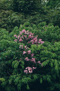 ph roslina 0305 integrifolia alionushka na euonymus