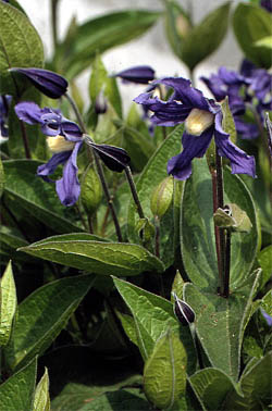 ph roslina 0305 integrifolia bluish violet kwiat