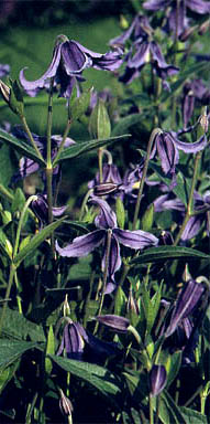 ph roslina 0305 integrifolia bluish violet kwiaty